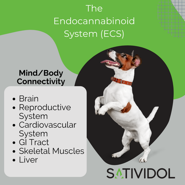Endocannabinoid System In Pets